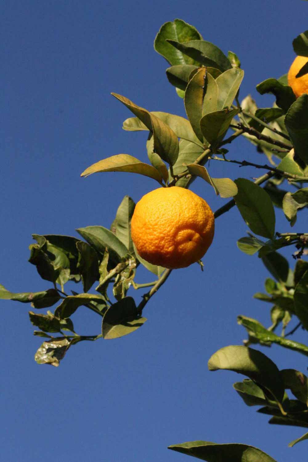            Fruit (Vangasay 807, Riverside, CA)   